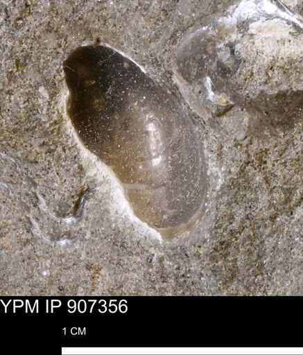 undet. Mollusca