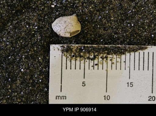 Protocardia sp.