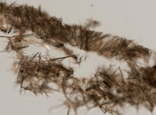 Halichondria bowerbanki