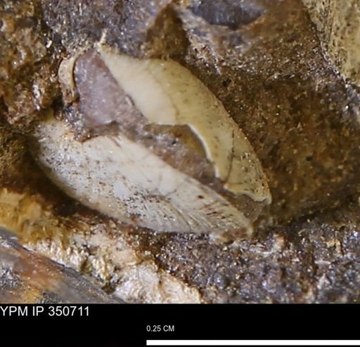 undet. Bivalvia