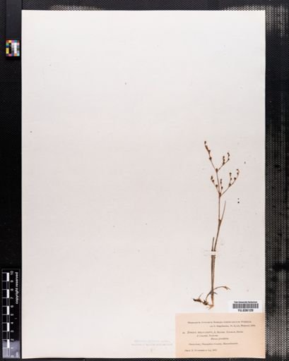 Juncus pelocarpus