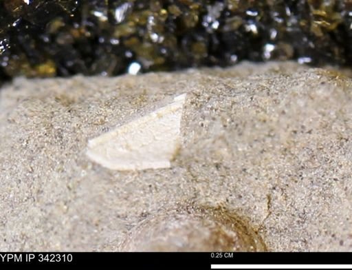 undet. Mollusca