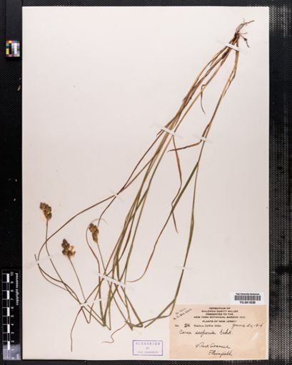Carex scoparia