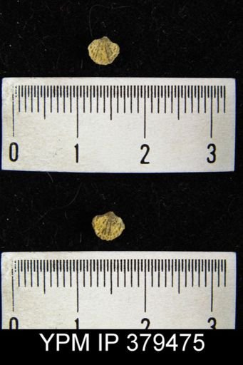 Atrypa reticularis