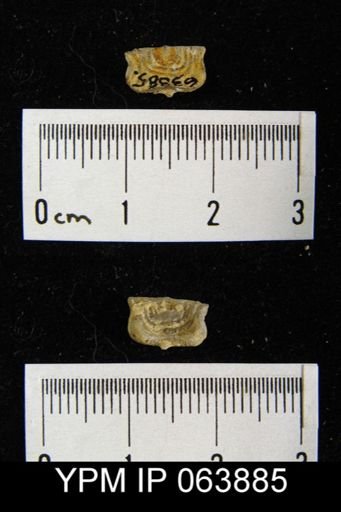 Leptaena delicata