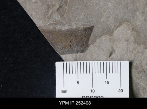 undet. Eurypterida