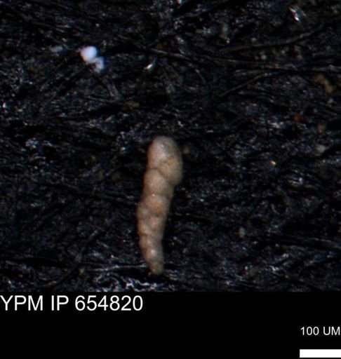 Verneuilinoides kansasensis
