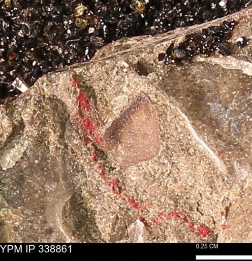 undet. Scaphitidae
