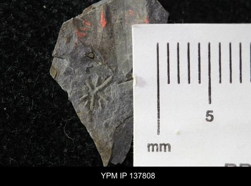 Eocystites primaevus