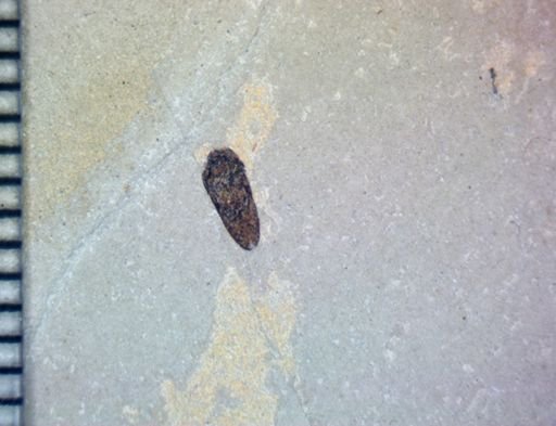 undet. Coleoptera