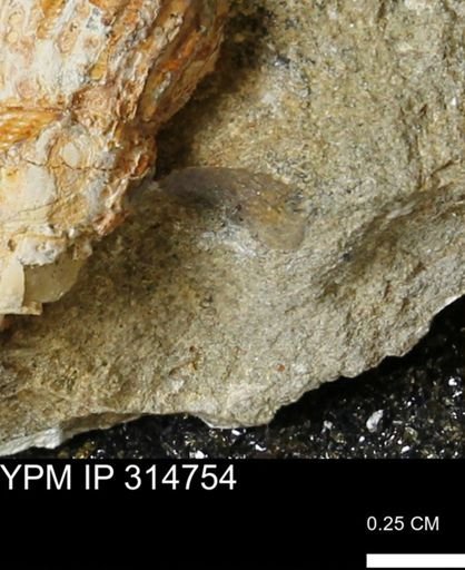 undet. Mollusca