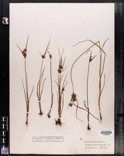 Cyperus houghtonii
