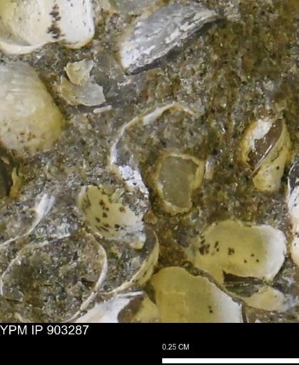 undet. Bivalvia