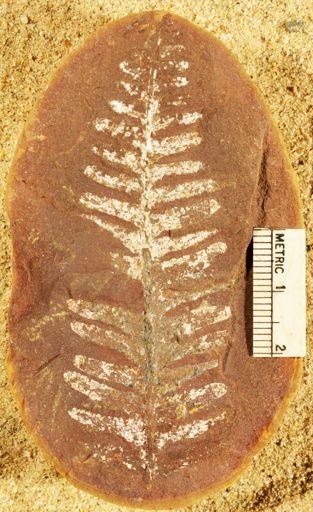Pecopteris miltoni