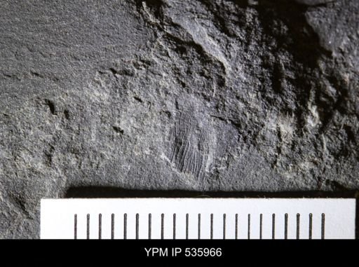 Gonatocaris sp.