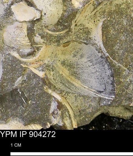 undet. Bivalvia