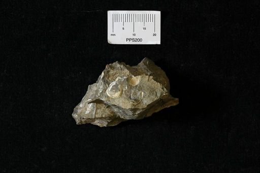 Protocardia