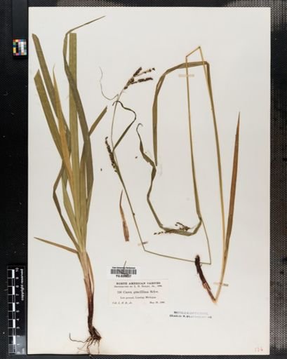 Carex gracillima