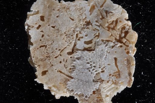 Cribrilinidae