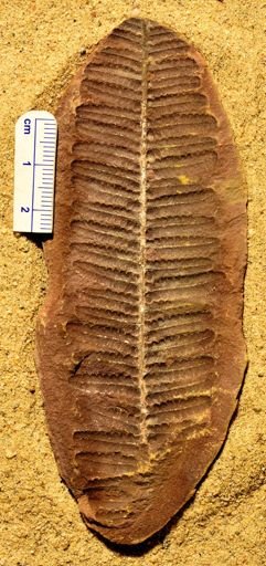 Pecopteris
