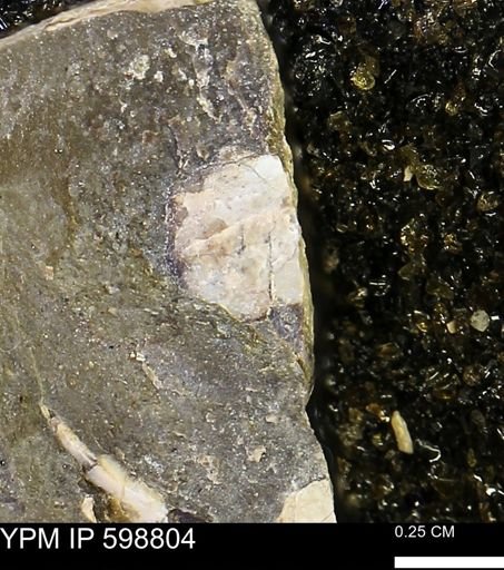 undet. Mollusca