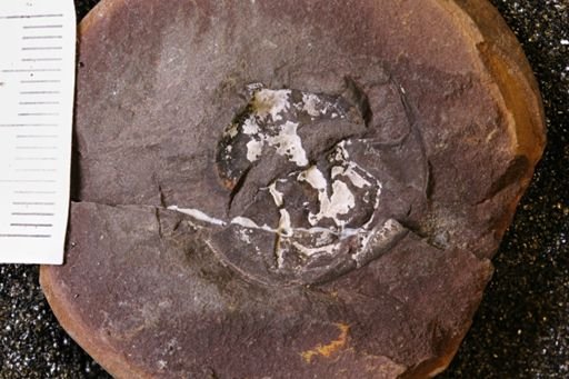 Euproops danae