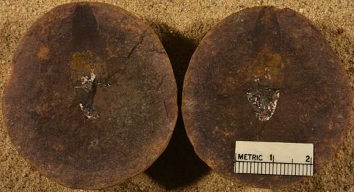 Lepidostrobophyllum sp.