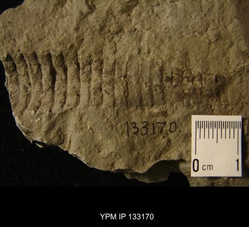 Orthoceras nuntium
