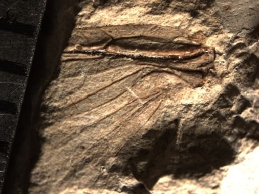 Ephemeroptera