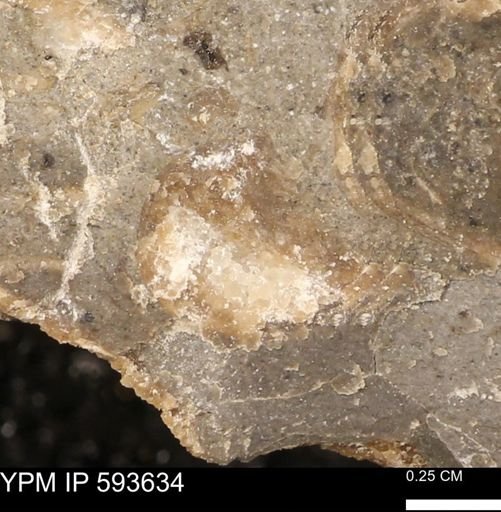 undet. Mollusca