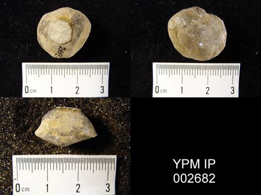 Atrypa reticularis
