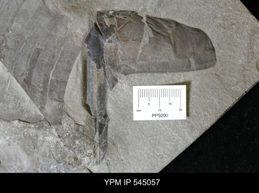 Dolichopterus macrocheirus