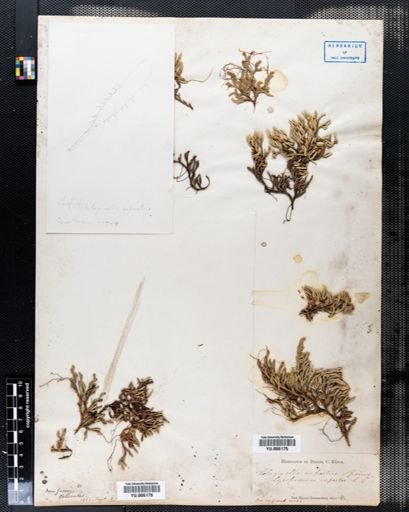 Selaginella rupestris