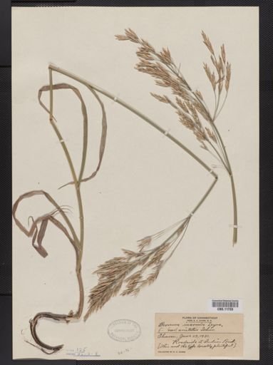 Bromus inermis