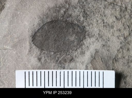 Eurypterida
