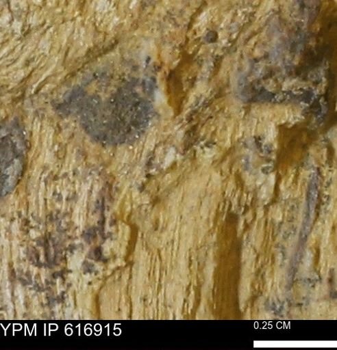 Teredo sp.