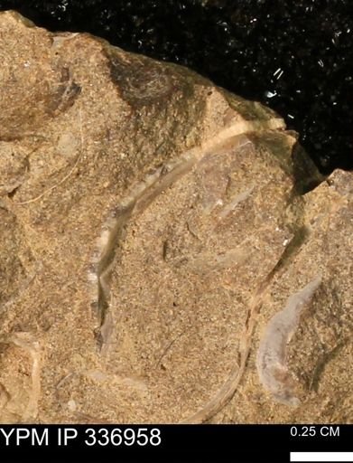 undet. Mollusca