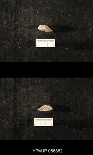 undet. Nautiloidea