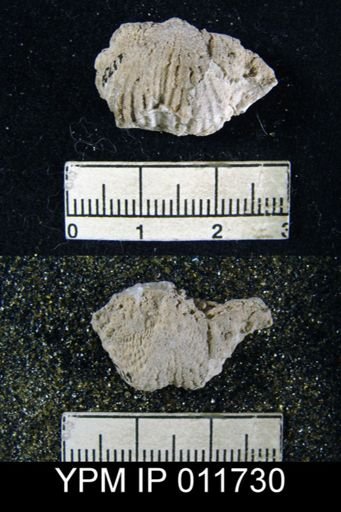 Marginifera reticulata