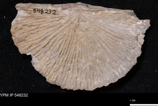 Stropheodonta sp.