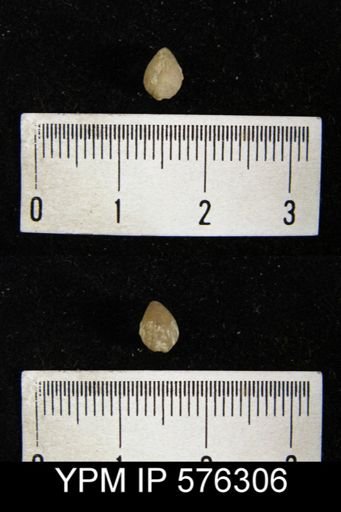 Camarotoechia acinus