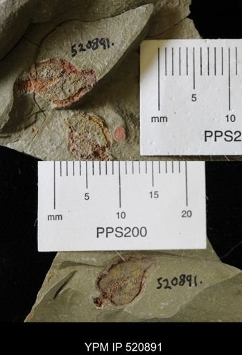 Phyllocystis?