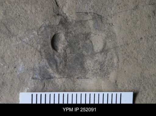 Eurypterus sp.