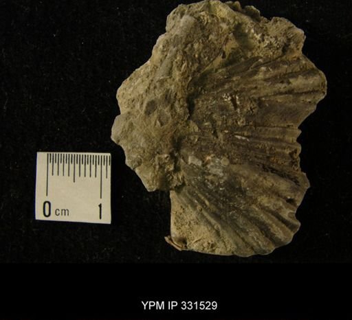 Platystrophia sp.