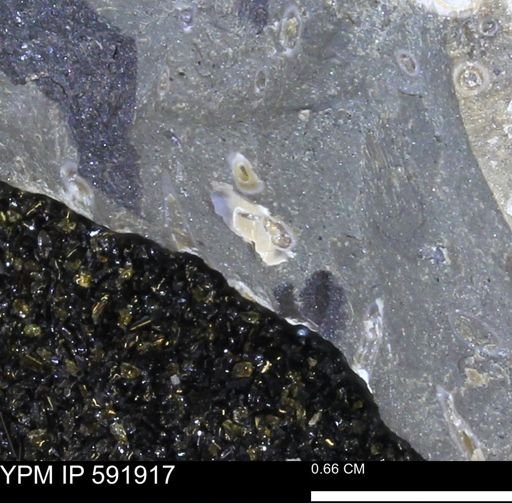 Serpulidae