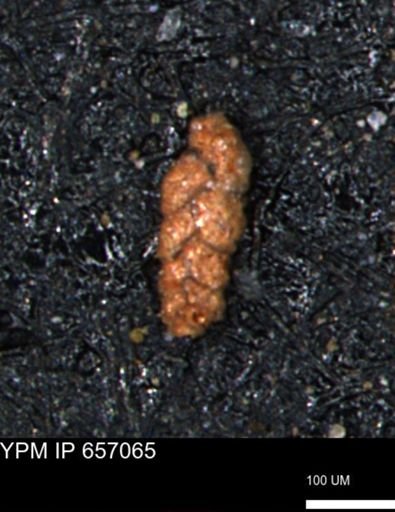 Ammobaculoides phaulus