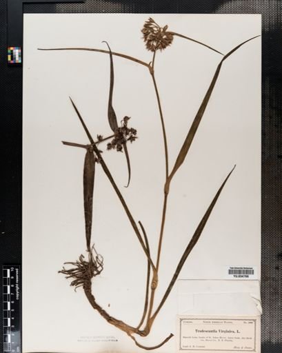 Tradescantia virginiana
