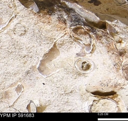 Serpulidae