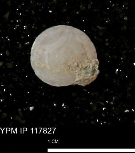 Poecilozonites bermudensis sieglindae