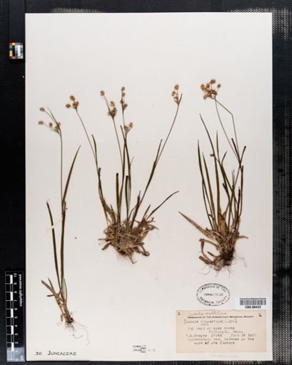 Luzula multiflora